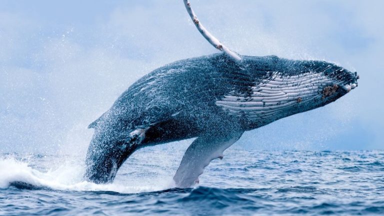 Keunikan Ikan Paus Tenggiri di Dunia Laut