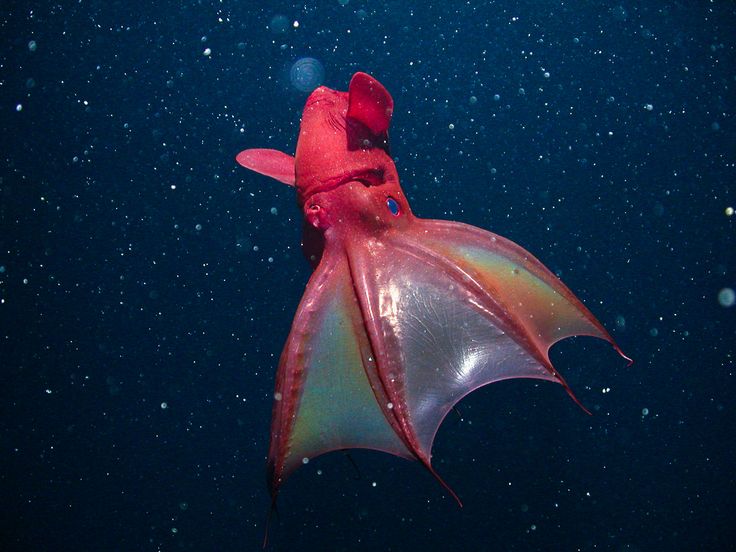 Mengenal Cumi-Cumi Vampir: Hewan Laut Unik dan Misterius