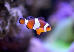 Mengenal Hewan Laut Ikan Giru: Karakteristik dan Habitatnya