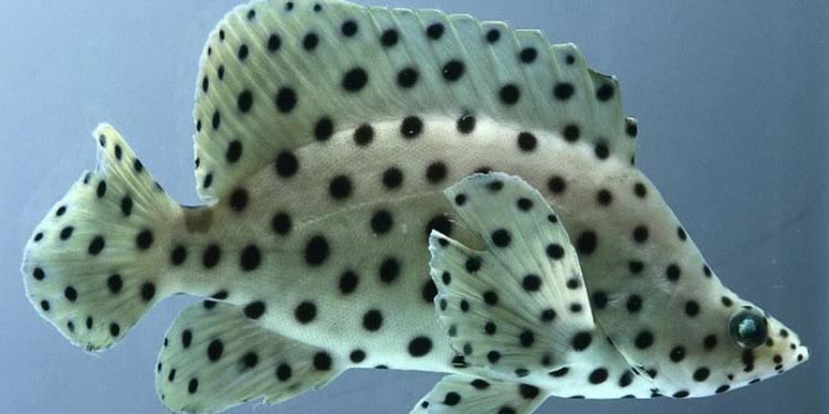 Mengenal Hewan Laut Ikan Kerapu Tikus: Karakter dan Habitat