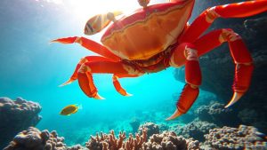 Mengenal Hewan Laut Kepiting Laba-laba: Karakteristik dan Habitat