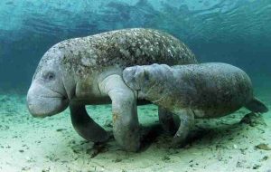 Mengenal Hewan Laut Sapi Laut dan Keunikan Mereka