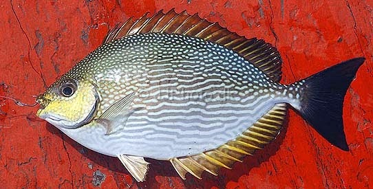 Mengenal Ikan Baronang: Hewan Laut yang Menarik dan Beragam