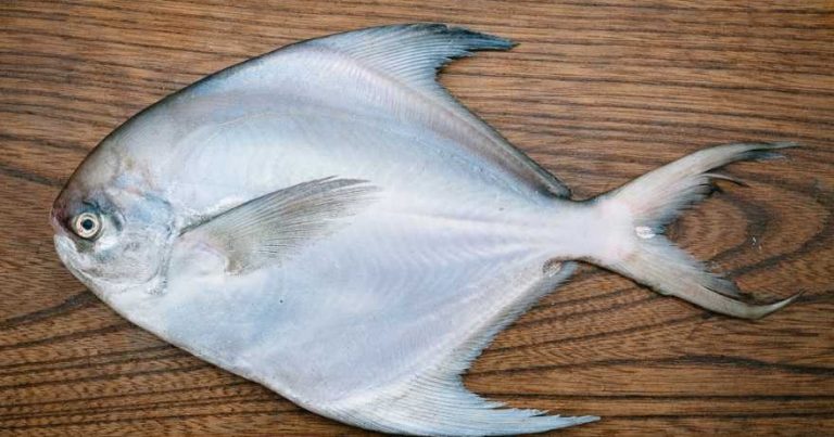 Mengenal Ikan Bawal Putih: Karakteristik dan Habitatnya
