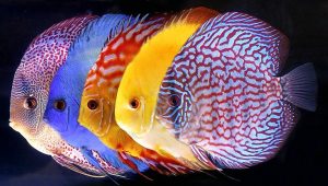 Mengenal Ikan Discus Laut: Spesies dan Karakteristiknya
