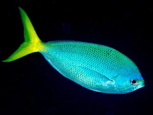 Mengenal Ikan Ekor Kuning: Hewan Laut yang Menarik dan Unik