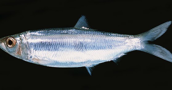 Mengenal Ikan Japuh: Jenis, Ciri, dan Habitat Hewan Laut