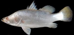 Mengenal Ikan Kakap: Hewan Laut yang Menjadi Favorit Nelayan