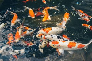 Mengenal Ikan Koi: Hewan Laut yang Menawan dan Menarik