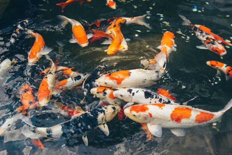 Mengenal Ikan Koi: Hewan Laut yang Menawan dan Menarik