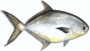 Mengenal Ikan Kuwe Lemadang: Spesies Hewan Laut yang Unik