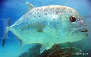 Mengenal Ikan Kuwe Rambut: Hewan Laut Unik dan Menarik