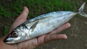 Mengenal Ikan Layang Laut: Spesies dan Habitatnya