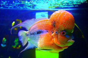 Mengenal Ikan Louhan: Keindahan dan Perawatan Hewan Laut Lautan