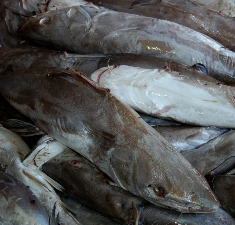 Mengenal Ikan Manyung: Hewan Laut yang Berperan Penting