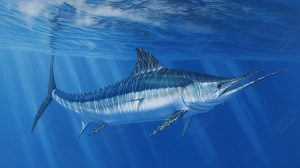 Mengenal Ikan Marlin Hitam: Spesies Laut yang Menakjubkan