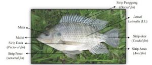 Mengenal Ikan Nila: Jenis, Habitat, dan Cara Pemeliharaannya