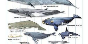Mengenal Ikan Paus Belanak: Hewan Laut yang Menawan dan Unik