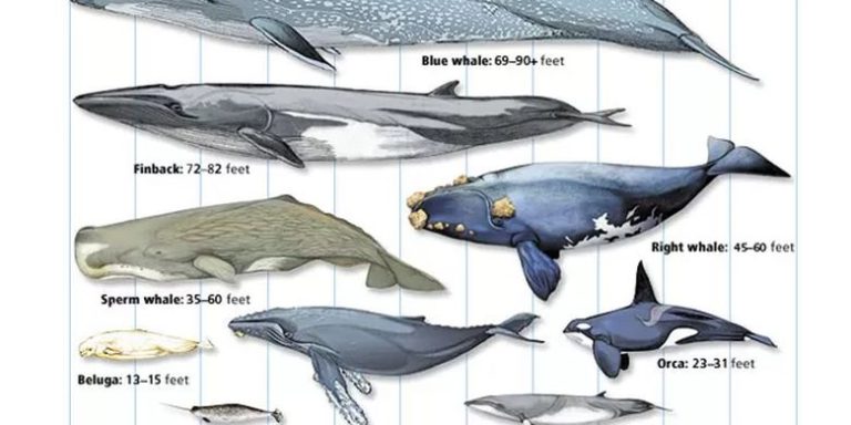 Mengenal Ikan Paus Belanak: Hewan Laut yang Menawan dan Unik