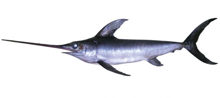 Mengenal Ikan Todak, Hewan Laut dengan Ciri Unik dan Menarik