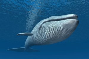Mengenal Lebih Dekat Hewan Laut Paus Biru: Raksasa Samudra
