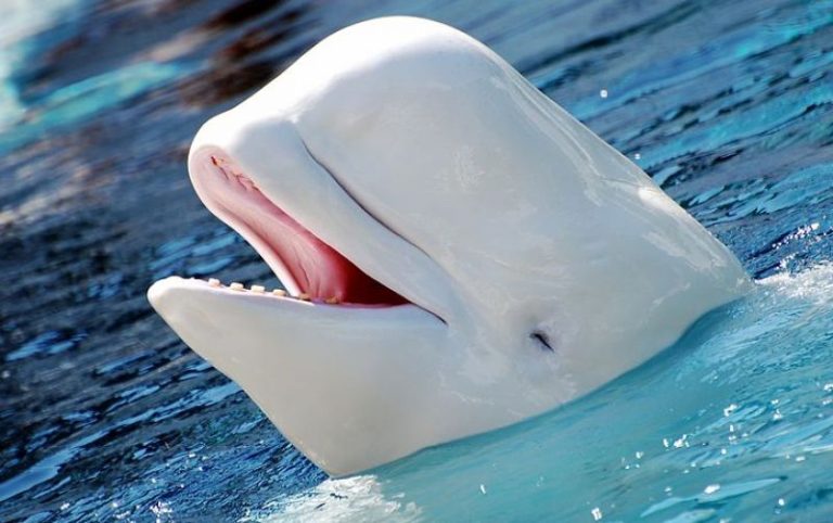 Mengenal Paus Beluga: Hewan Laut Unik dengan Warna Putih Cerah