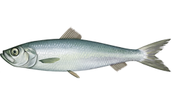 Atlantic Herring: Characteristics and Significance of This Marine Fish
