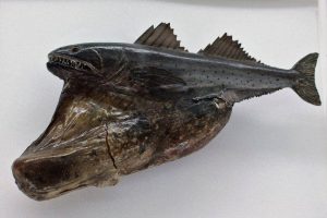 Hewan Laut Black Swallower: Ikan Dalam Kedalaman Laut Dalam