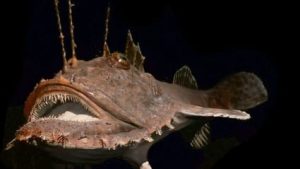 Hewan Laut Goosefish: Spesies Ikan Laut dengan Ciri Unik