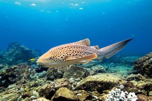 Hewan Laut Hiu Zebra: Karakteristik dan Kehidupan di Lautan
