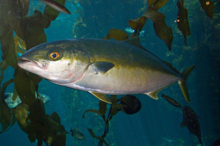 Hewan Laut Ikan Barjack: Karakteristik dan Habitatnya