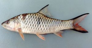 Hewan Laut Ikan Hampala: Karakteristik dan Habitatnya