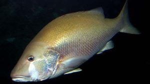 Hewan Laut: Ikan Kakap dan Anjing dalam Ekosistem Perairan