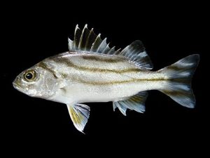Hewan Laut Ikan Kerong-Kerong: Karakteristik dan Peran Ekosistem