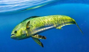 Hewan Laut Ikan Kuwe Lemadang: Karakter dan Habitatnya