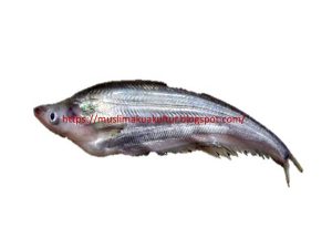 Hewan Laut Ikan Lais Timah: Keanekaragaman dan Peran Ekosistem