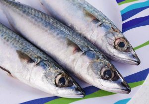 Hewan Laut Ikan Mackerel: Karakteristik dan Peran Ekosistem