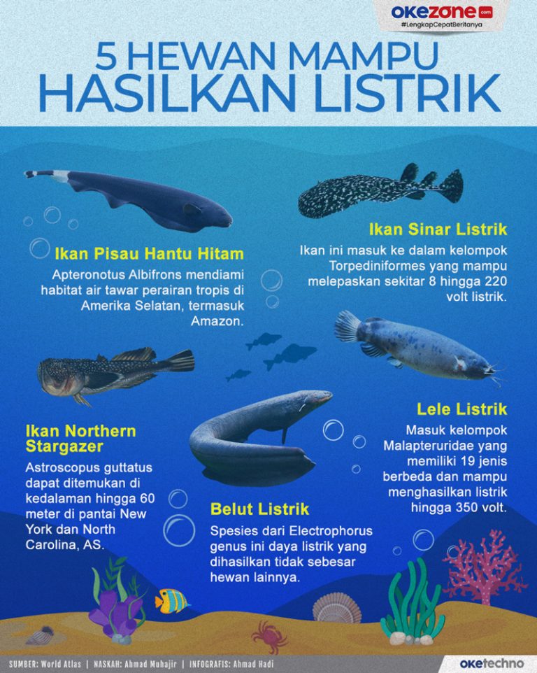 Hewan Laut Ikan Stargazer: Ciri-ciri dan Habitatnya