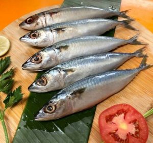 Hewan Laut Ikan Sungli Salem: Keanekaragaman dan Peran Ekosistem