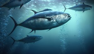 Hewan Laut Ikan Tuna: Spesies, Habitat, dan Peran Ekosistem