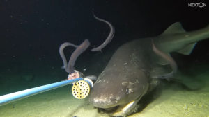 Hewan Laut Nekton: Makhluk Aktif di Kedalaman Samudra