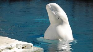 Hewan Laut Paus Beluga: Mamalia Laut Berwarna Putih Cerah