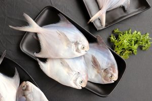 Ikan Bawal Laut: Hewan Laut yang Kaya Nutrisi dan Manfaat