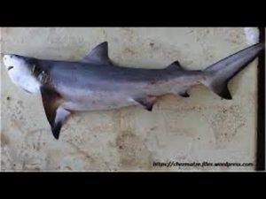 Ikan Cucut: Spesies Hiu Laut yang Menakjubkan dan Penting