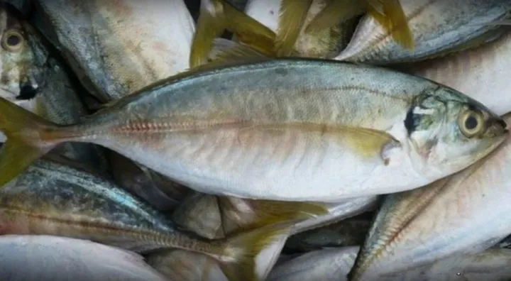 Ikan Kembung: Jenis dan Peran Hewan Laut dalam Ekosistem