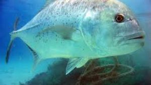 Ikan Kuwe Mata Besar: Keunikan Hewan Laut yang Menakjubkan