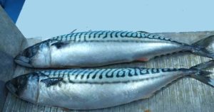 Ikan Mackerel Cero: Karakteristik dan Habitat Hewan Laut
