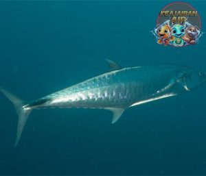 Ikan Mackerel Spanyol: Hewan Laut yang Berharga dan Berkembang