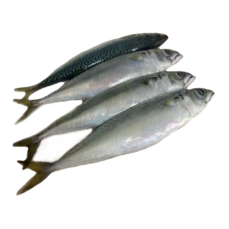 Ikan Mackerel Spanyol: Hewan Laut yang Kaya Nutrisi