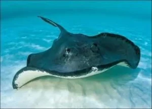Ikan Pari Keprak: Mengenal Hewan Laut yang Unik dan Menarik